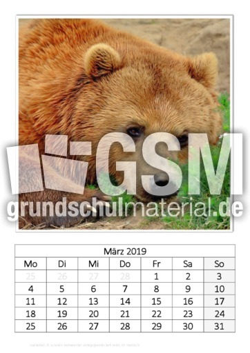 März_Kodiakbär.pdf